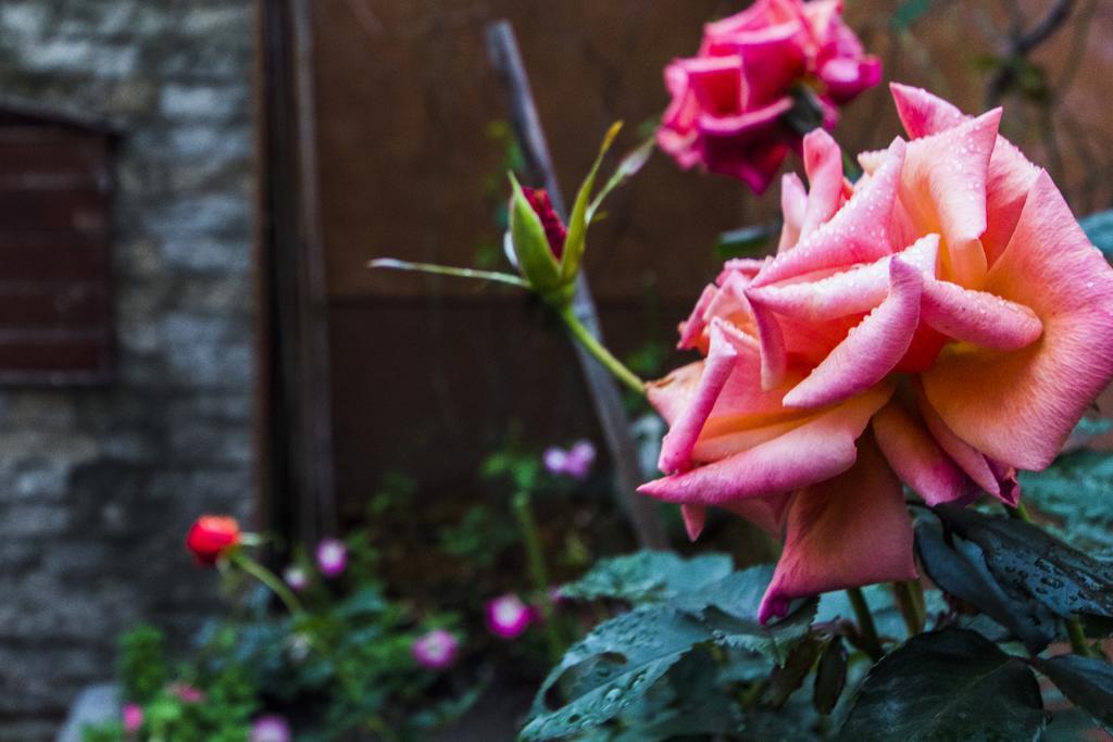 جيان 花蓮 達芙妮花園民宿 المظهر الخارجي الصورة