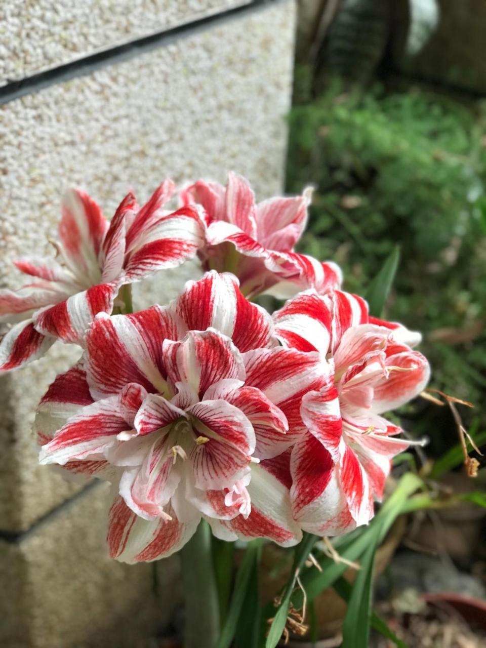 جيان 花蓮 達芙妮花園民宿 المظهر الخارجي الصورة